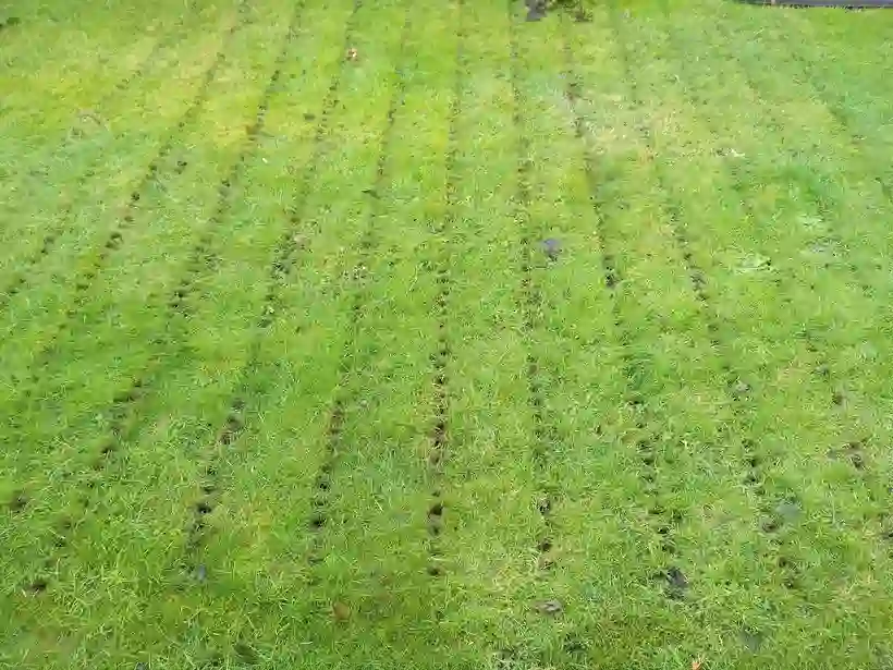 A lawn part-way through renovation by M.R. Garden Services
