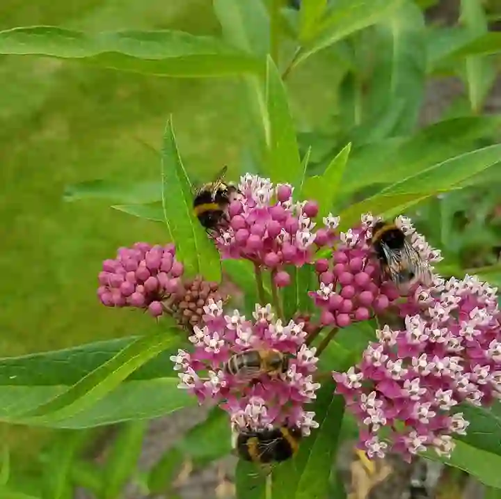 Flowering border planting kept healthy through the season